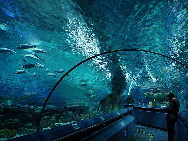 okeanarium1