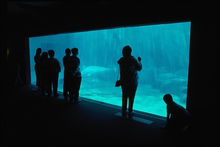 okeanarium2